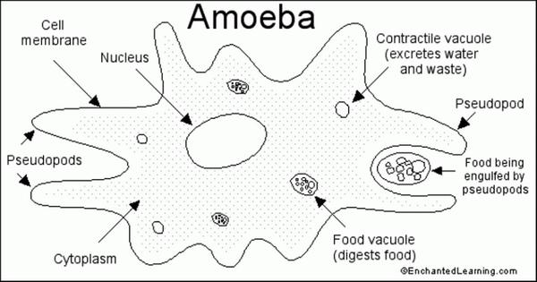 Amoeba Structure