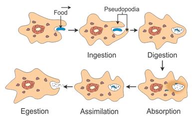 Amoeba nutrition scheme