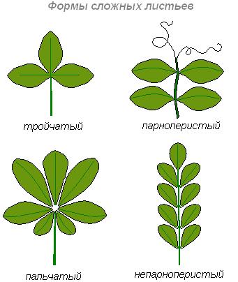 Формы сложных листьев