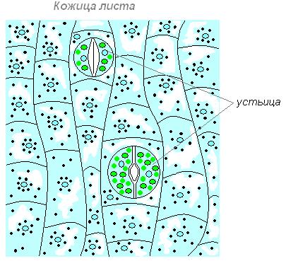 Кожица листа