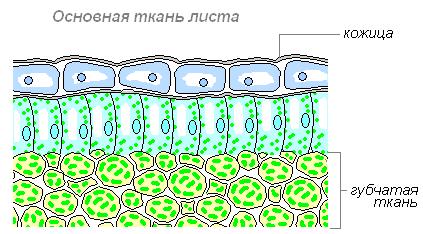 Основна тканина листа