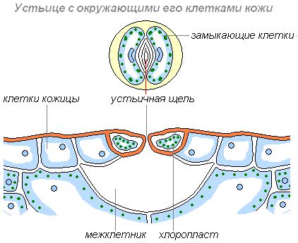 Строение устьица