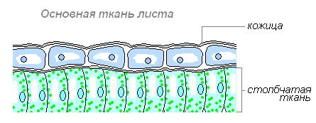 кожица и столбчатая ткань