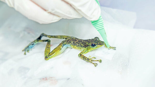 жаба в лабораторії