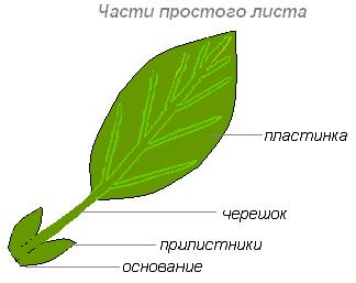 внешнее строение листа