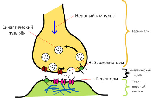 Строение синапса