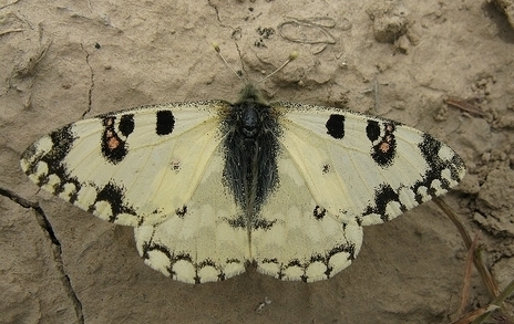 метелик гіпермнестра геліос