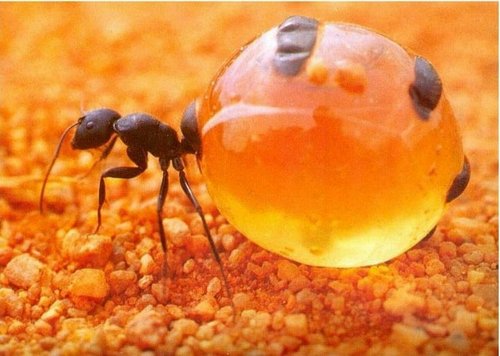 медові горшики мурахи