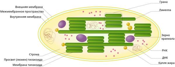 Строение хлоропластов