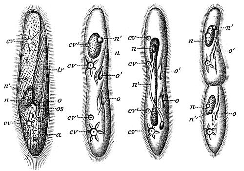 asexual reproduction of ciliates