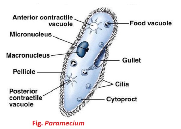 Structure of Paramecium