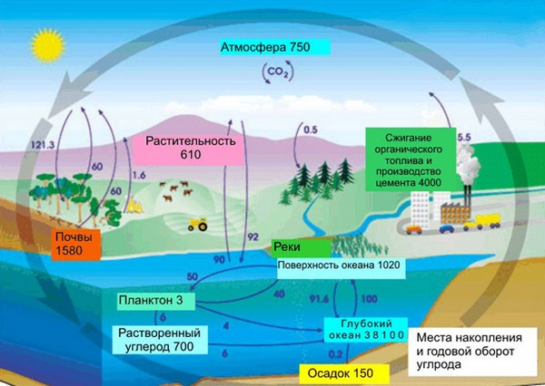 круговорот углерода в природе