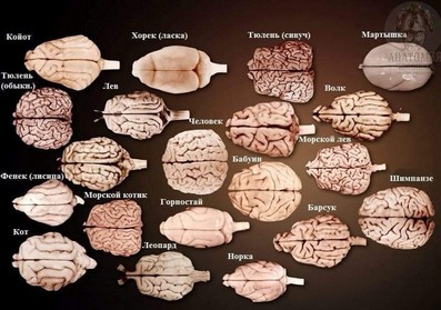 мозок у тварин