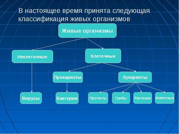 класифікація живих організмів