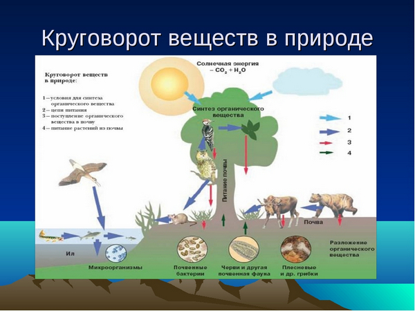 кругообіг речовин в природі