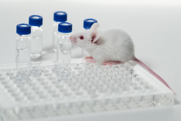 лабораторна миша
