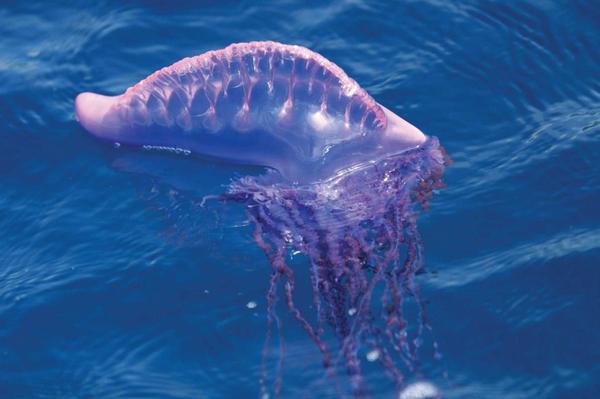 медузы физалии