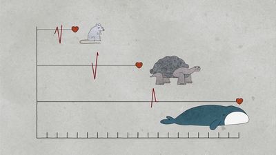 разная продолжительность жизни