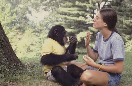 шимпанзе Уошо