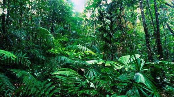 тропічний ліс
