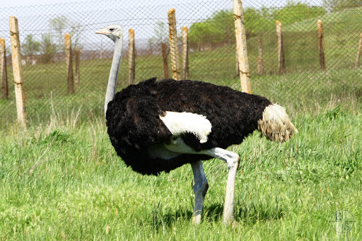 страус в Асканії Новій