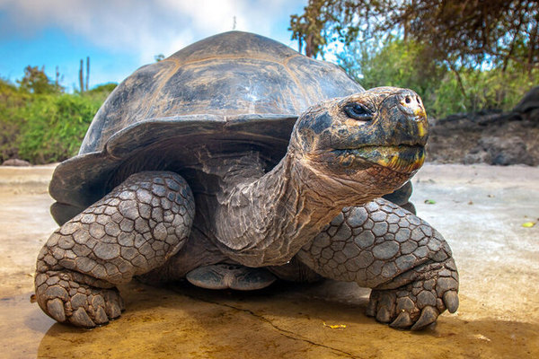 галапагоская черепаха