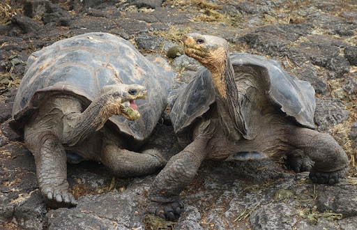 галапагосские черепахи