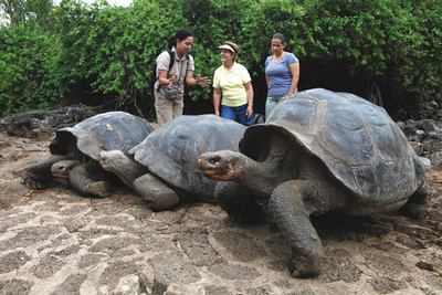 галапагосские черепахи