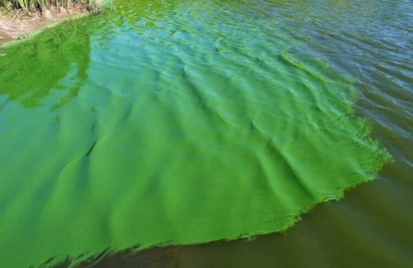 водойма с ціанобактеріями