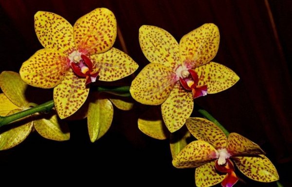 Золота орхідея