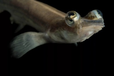 Рыбка с бифокальными очками