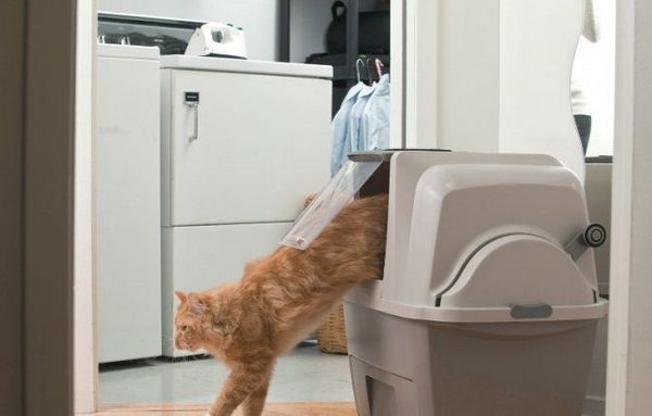 лоток для кота