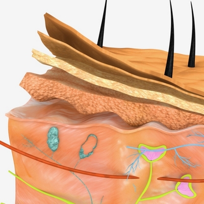 строение кожи