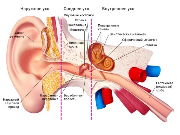 Строение уха