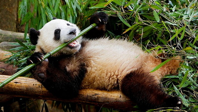 Панда та бамбук