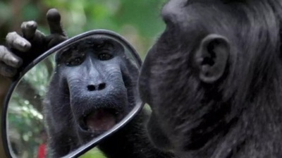 Шимпанзе и зеркало