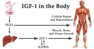 IGF-1