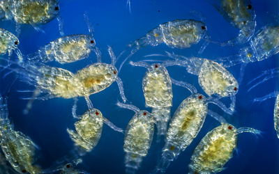 планктон