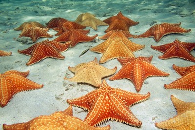 морські зірки