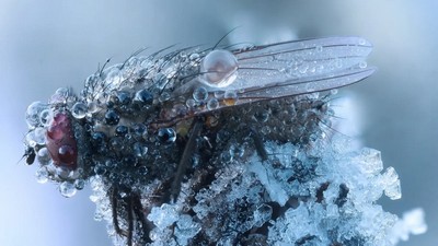комахи взимку