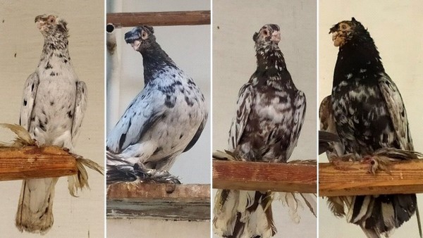 бухарські голуби