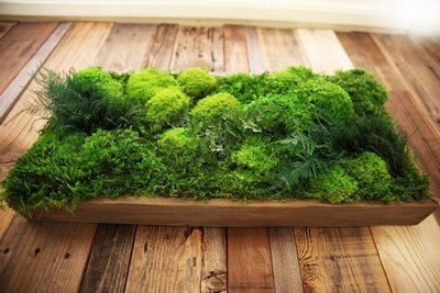 Artificial Moss