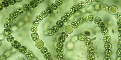 Цианобактерии