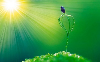 рослини і тепло